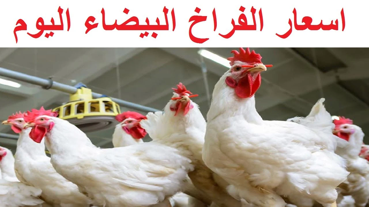 بورصة الدواجن اليوم تعرف على الاسعار مع بداية تعاملات الفترة المسائية اليوم الجمعة 12 يوليو 2024