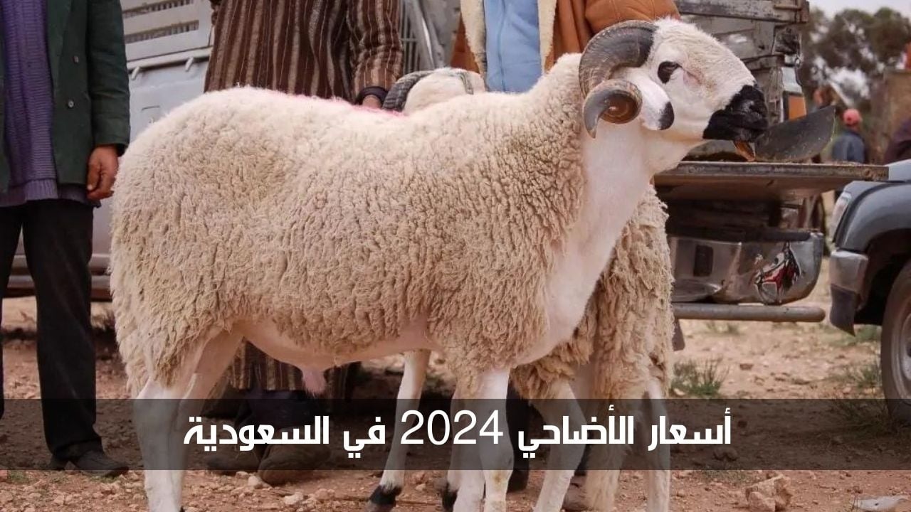 بجميع أنواعها.. سعر الأضاحي وصك الأضحية في السعودية 1445